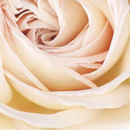 Immagine home page